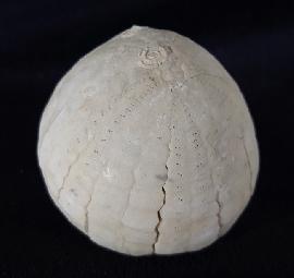 Sonstige - Seeigel - Echinocorys sulcata (GOLDFUSS 1826)